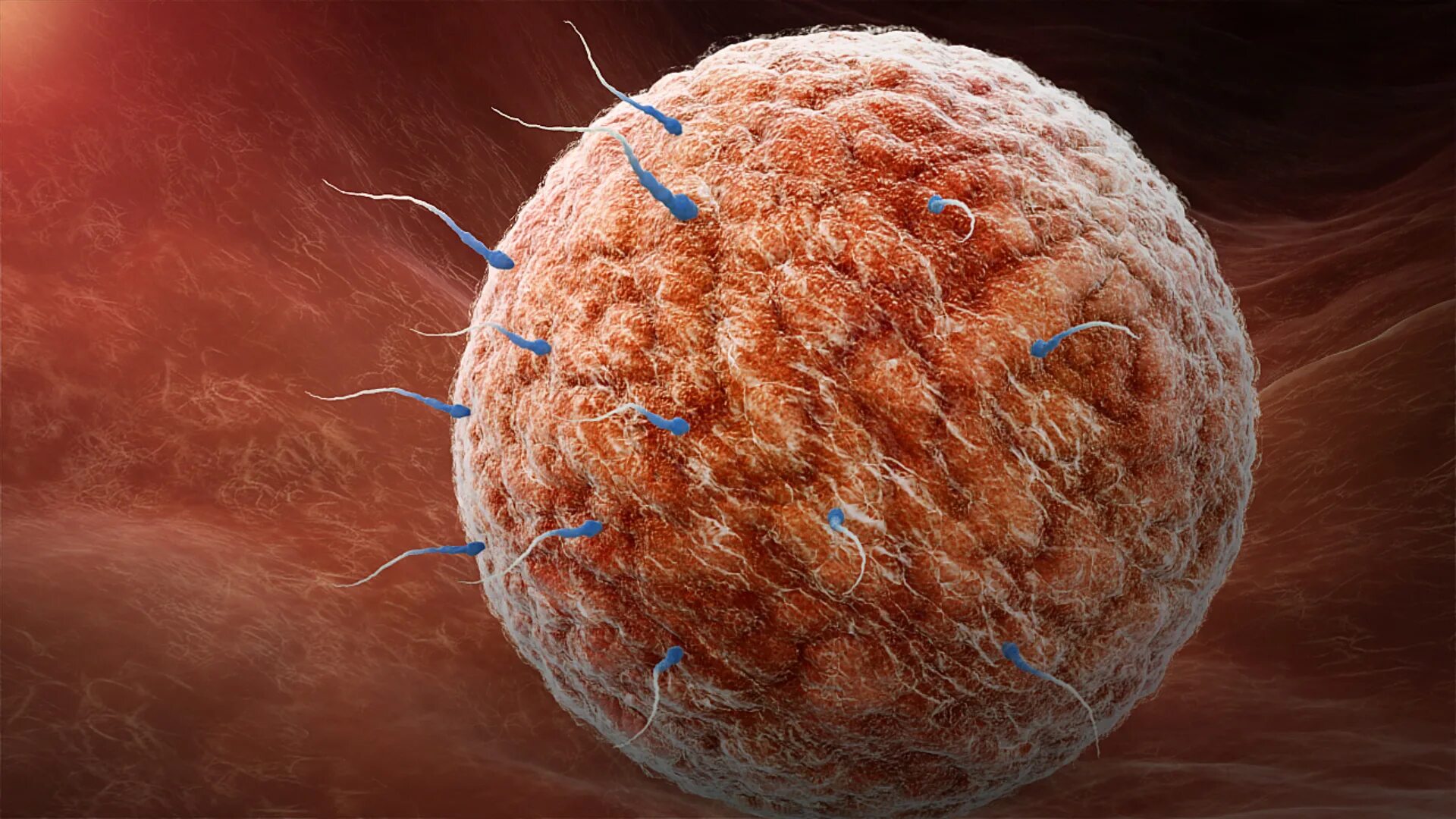 Эмбрион морула. Яйцеклетка. Яйцеклетка. Оплодотворение фото. Оплодотворенная яйцеклетка.