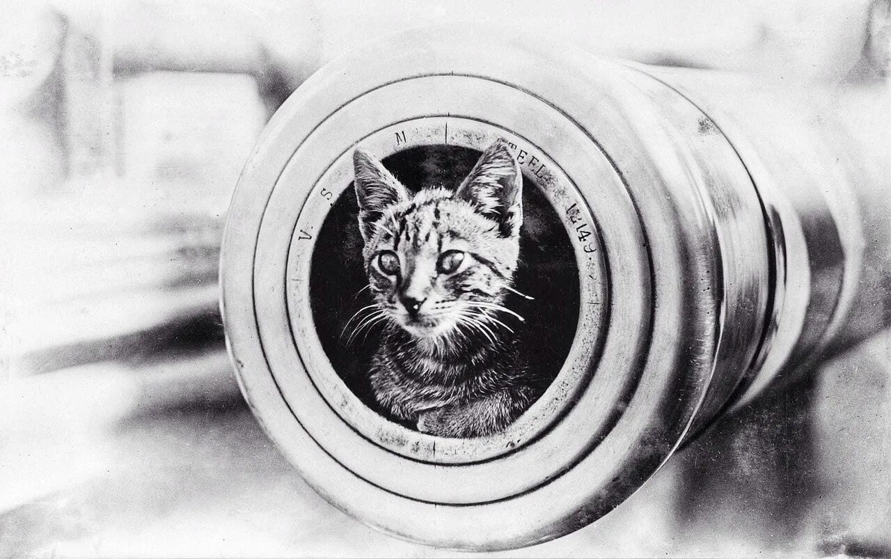 Корабельный кот. Непотопляемый Сэм Корабельный кот. Кот на войне. Коты на корабле. Кошки в первой мировой.