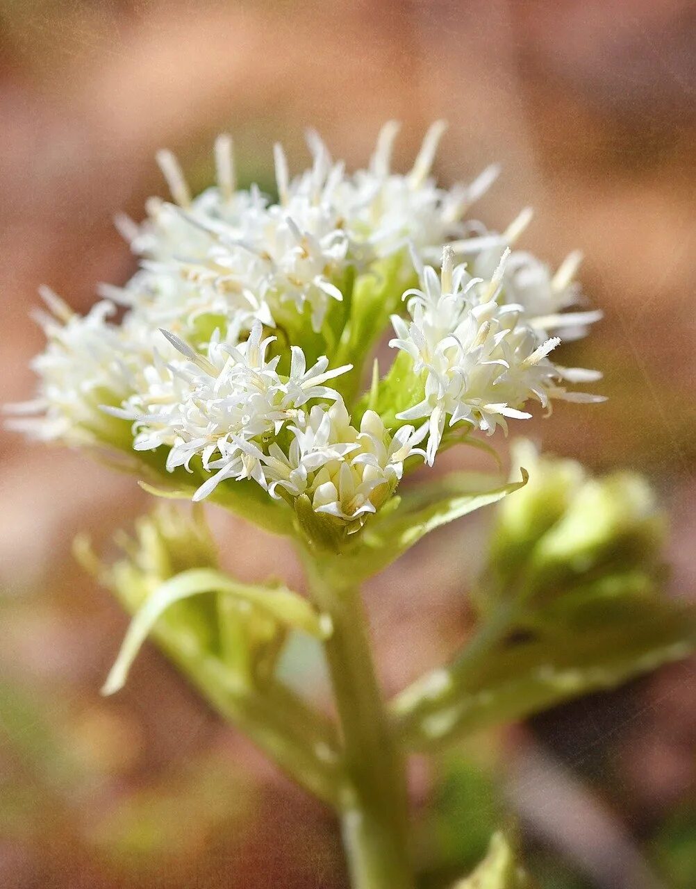 Трава кашка. Белокопытник душистый. Petasites Albus. Подмаренник. Татеваки растение белокопытник.