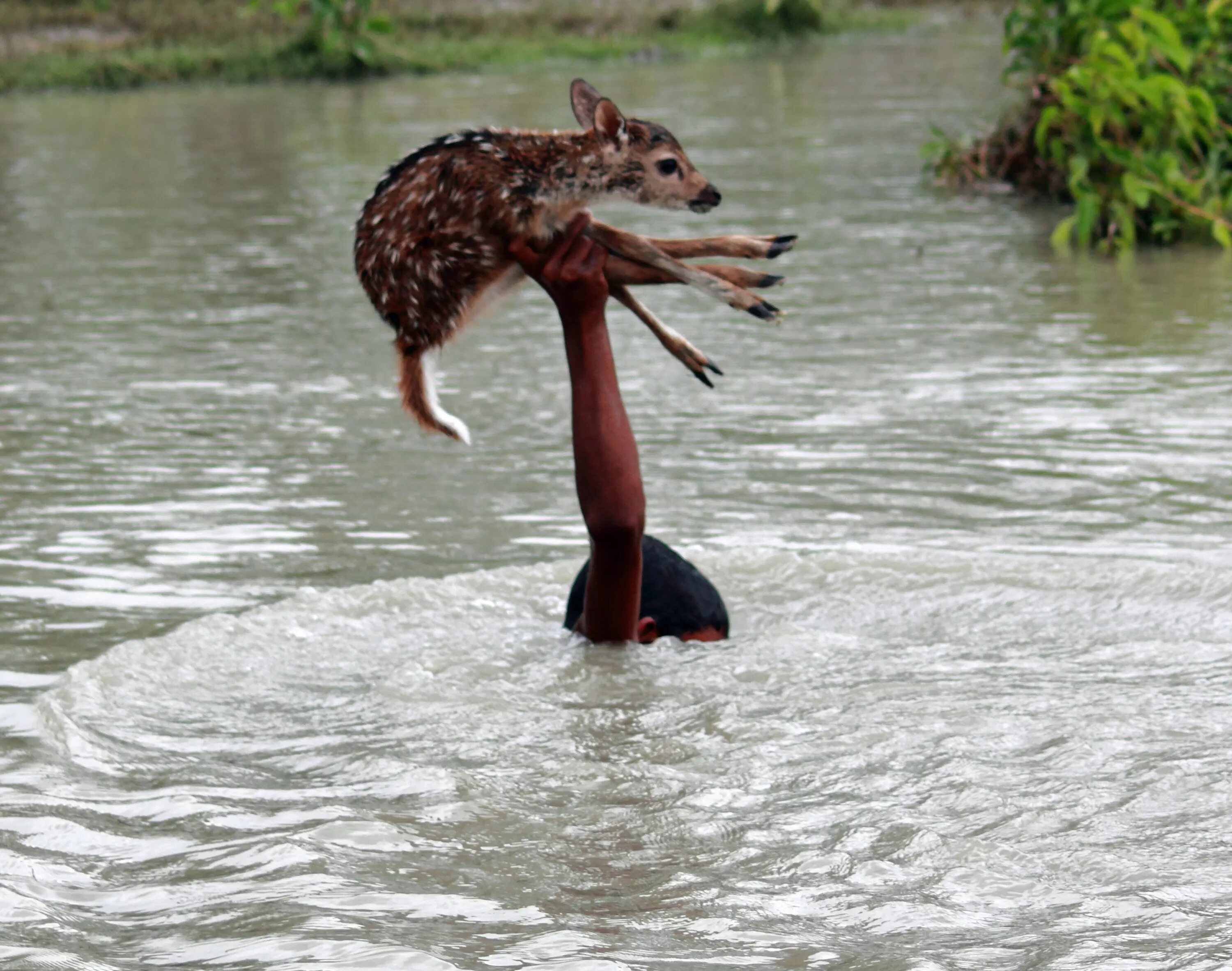Человек который рискует жизнью. Наводнение животные. Животные помогают друг другу. Половодье животные. Смелый поступок.