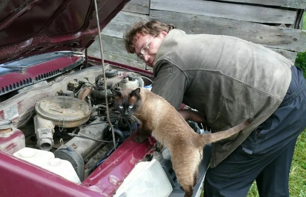 Кот чинит машину. Кот ремонтирует автомобиль. Веселый автомеханик. Коты автомеханики. Кот механик