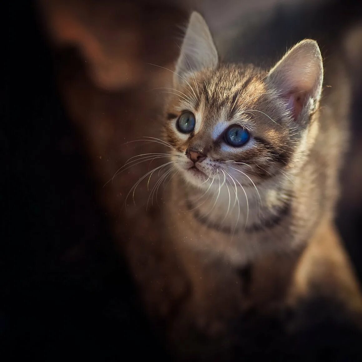Котята серый коричневый. Коричневая кошка с голубыми глазами. котенок с голубыми глазами. коричневый котенок. коричневый кот с голубыми глазами.