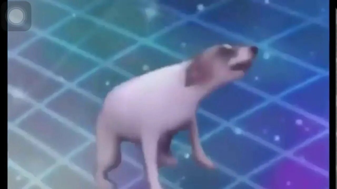 танцующий мопс. танцующий мопс. собака танцует мопс. мопс флексит. танцующая собака мем мопс.