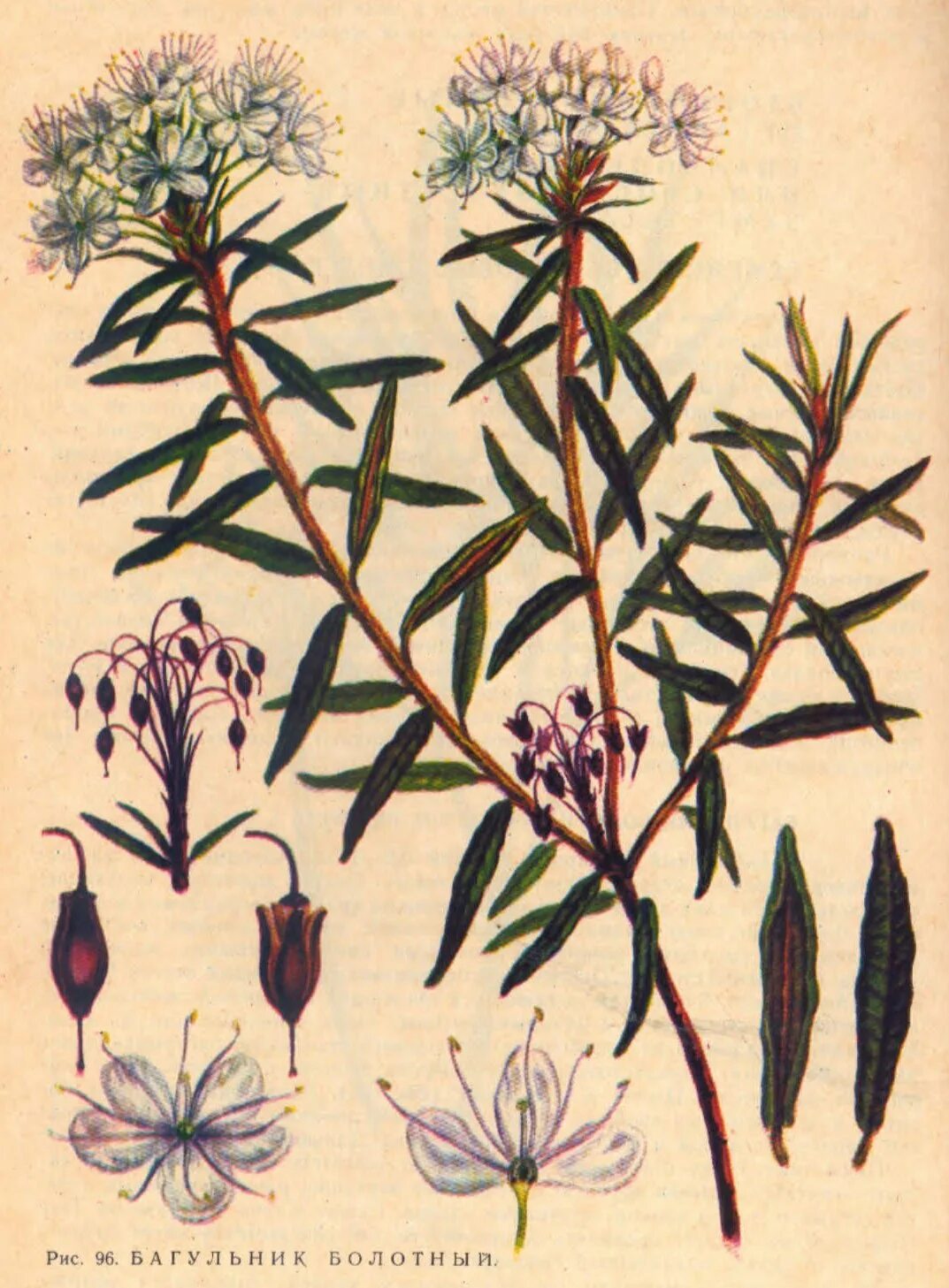 Корень багульника. Багульник болотный. ledum palustre (ericaceae) багульник болотный (вересковые). побеги багульника болотного. соцветие багульника.