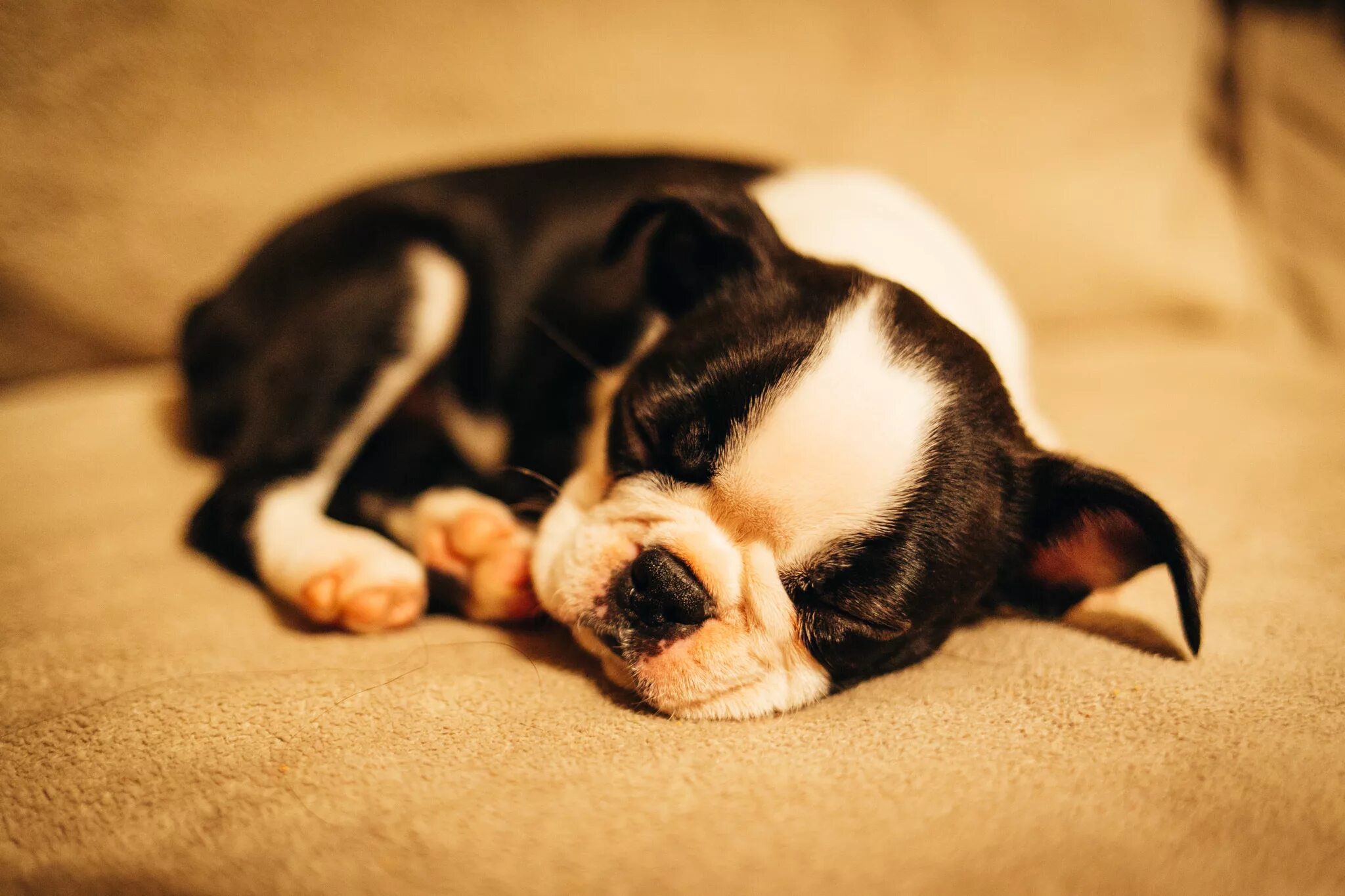 Видео спящей собаки. Спящие щенки. Спящий щенок. Маленькие щенки спящие.