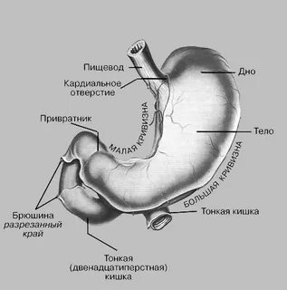 Область привратника
