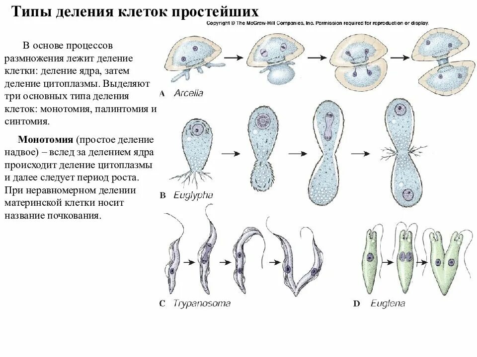 Простым делением клеток размножаются. Палинтомическое деление клеток у простейших. Размножение простейших организмов. Типы деления клеток. Типы размножения простейших.