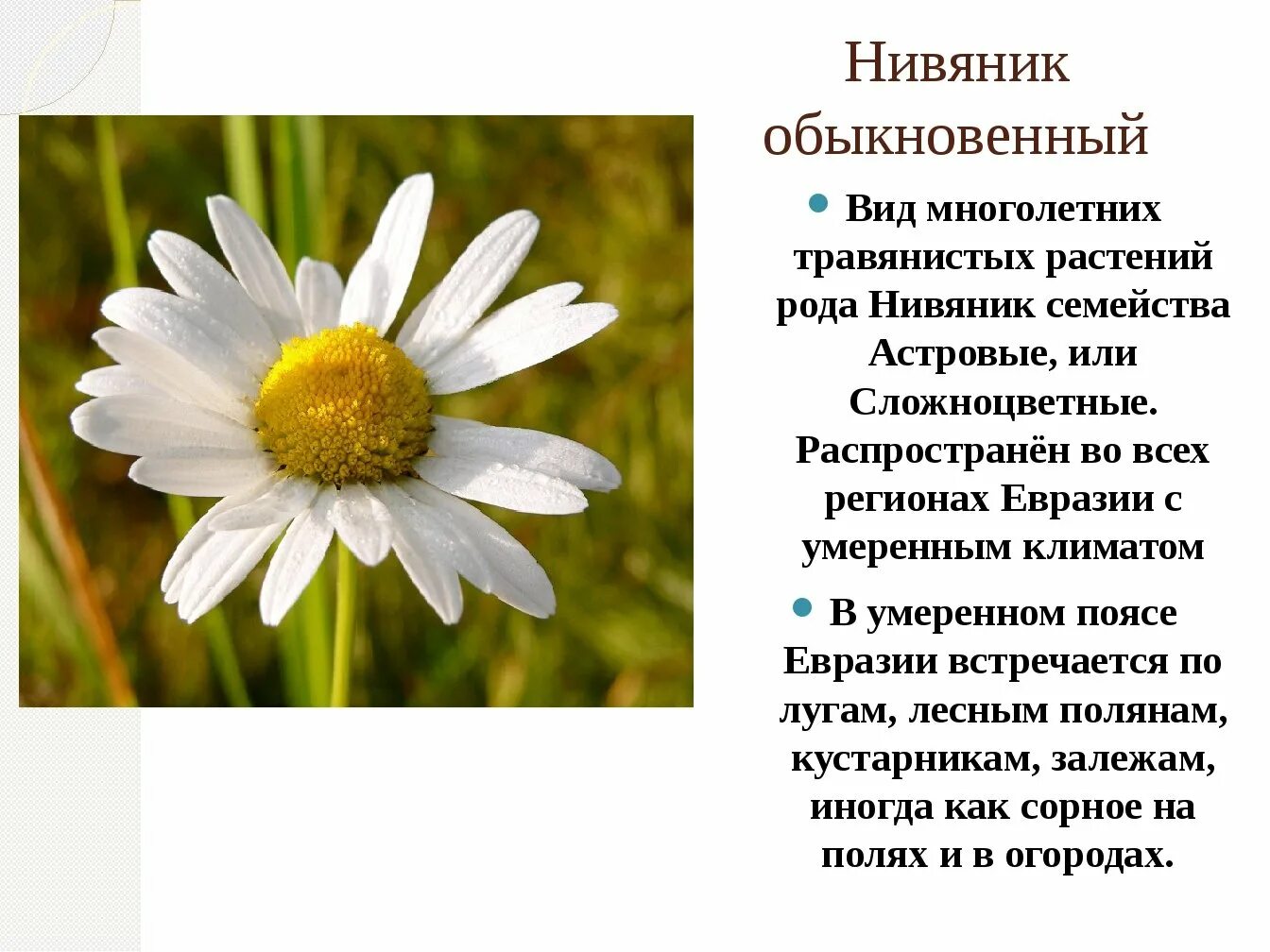 Нивяник обыкновенный и Ромашка. Нивяник обыкновенный поповник. Нивяник обыкновенный систематика. Нивяник красная книга.