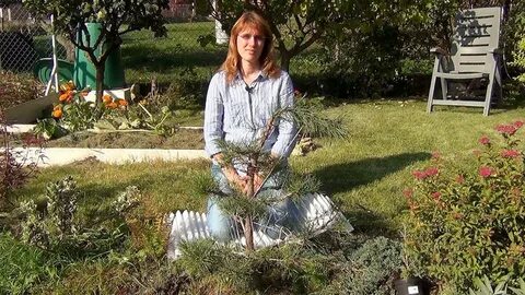 Усадьба багира