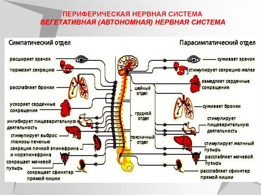 Нервная регуляция вегетативной системы функции. Парасимпатический отдел вегетативной нервной системы схема. Функции парасимпатической вегетативной нервной системы. Симпатический отдел вегетативной нервной системы челоыек. Общая характеристика симпатической нервной системы.