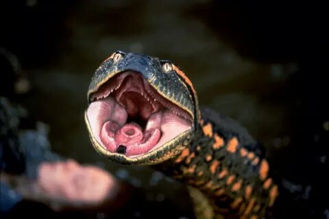Anaconda mac