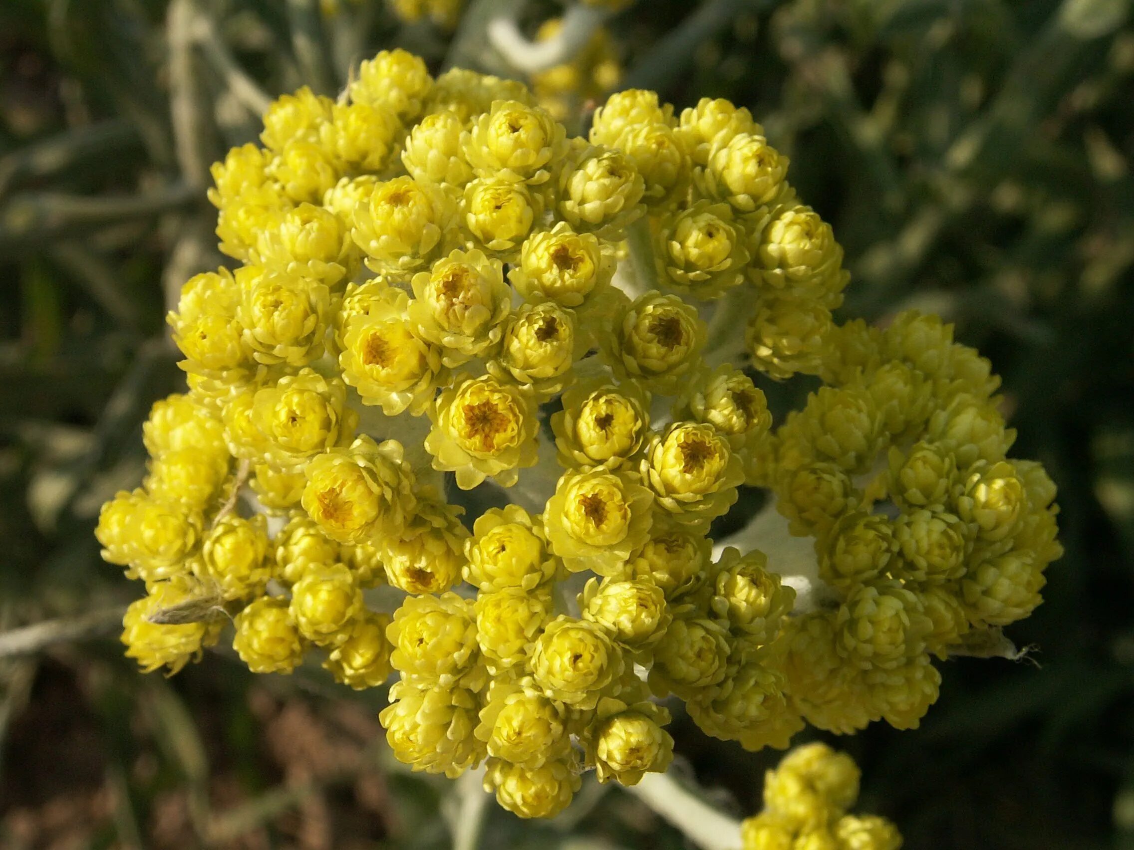Луговой бессмертник. Бессмертник итальянский helichrysum italicum. Бессмертник песчаный (цмин). Бессмертник песчаный (цмин). Бессмертник правда.