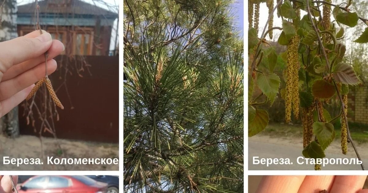 Когда начинает пылить береза в москве