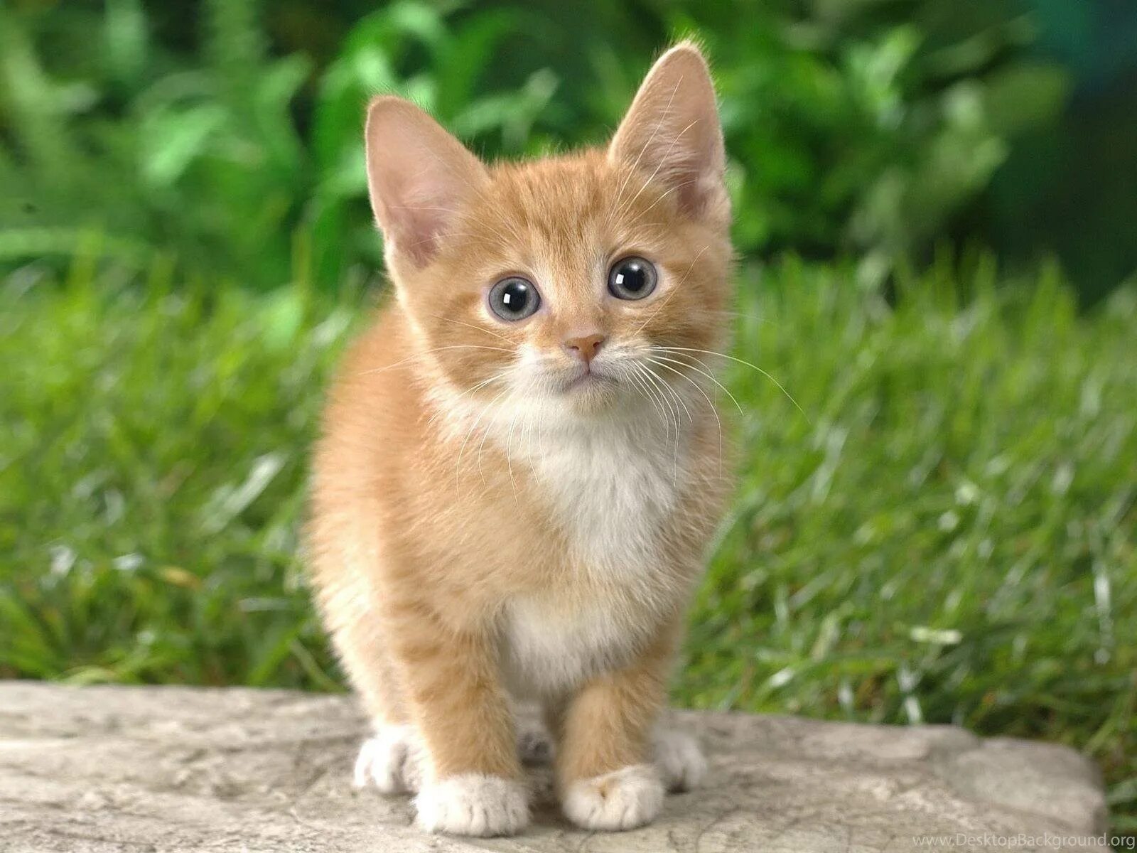 Манчкин абиссинский. Рыжий котёнок. Маленькие котики. Красивые котята. Stupid little kitten