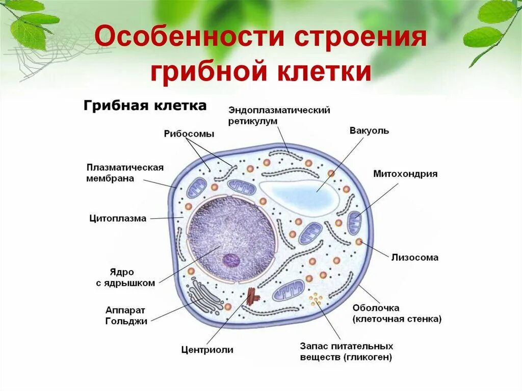 Особенности строения грибной клетки. Грибная клетка ЕГЭ. Характеристика грибной клетки. Строение грибной клетки ЕГЭ. Питание клетки гриба