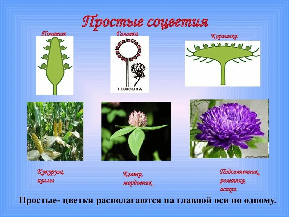 Соцветие клевера. Соцветие клевера биология 6 класс. Клевер Тип соцветия.