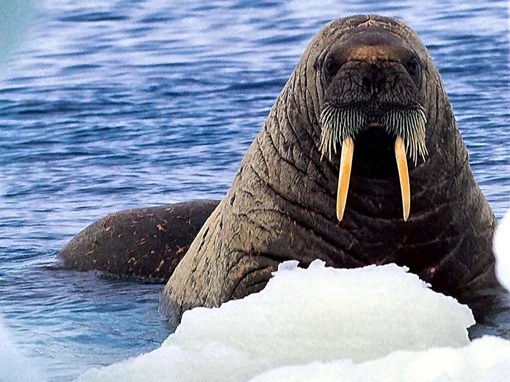 Особенности моржей. Морж Walrus. Лаптевский морж. Атлантический морж. Дальневосточный морж.