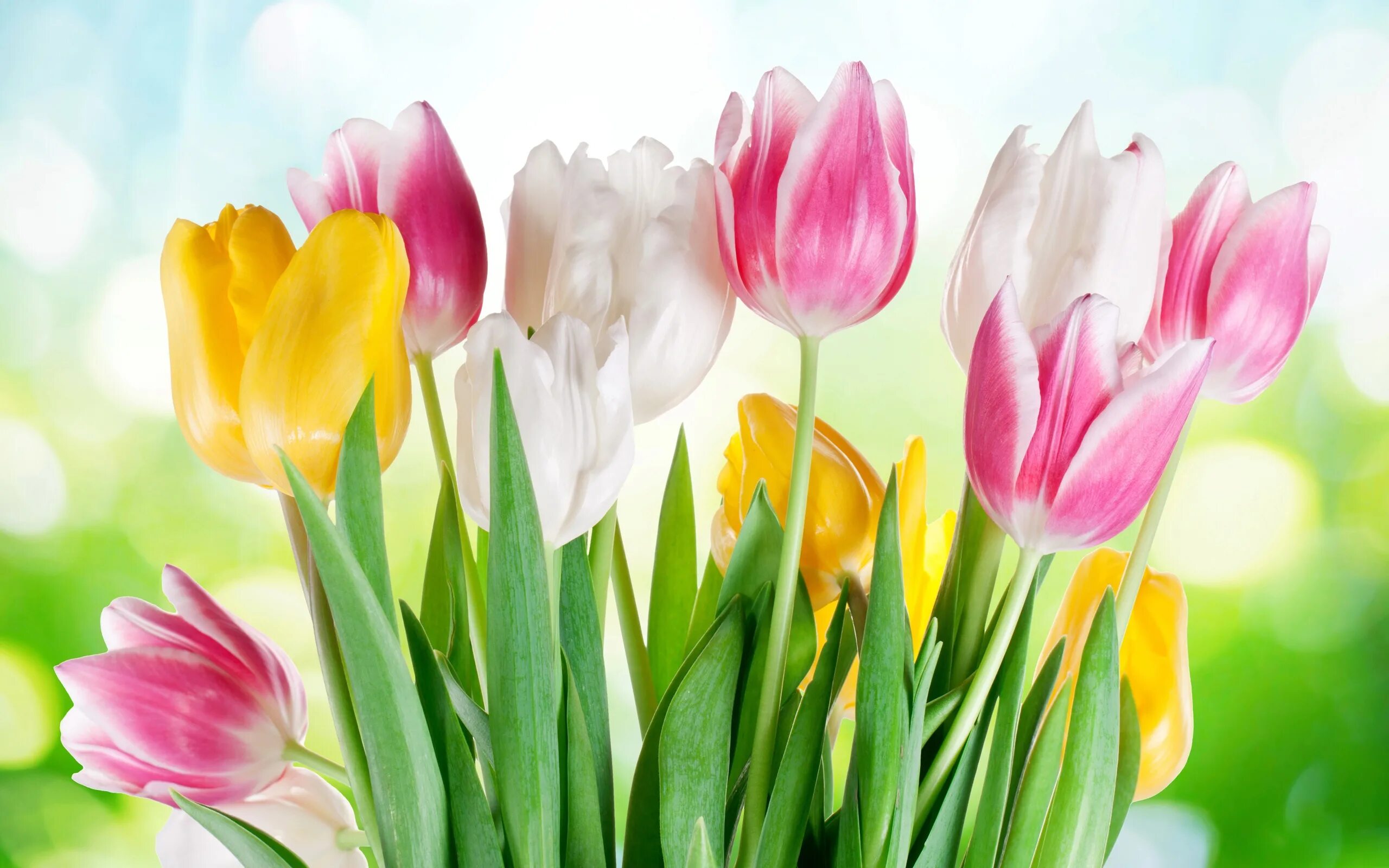 весенние тюльпаны. тюльпан vesna. весенние тюльпаны. цветы тюльпаны. весенние тюльпаны.