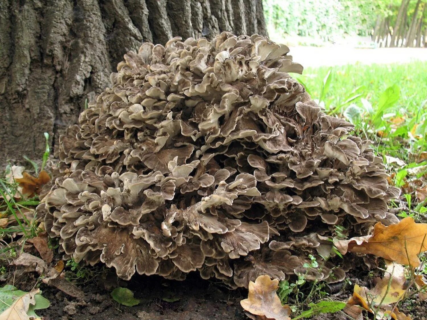 гриб квочка. как выглядит гриб баран. гриб баран. гриб баран. как выглядит гриб баран.