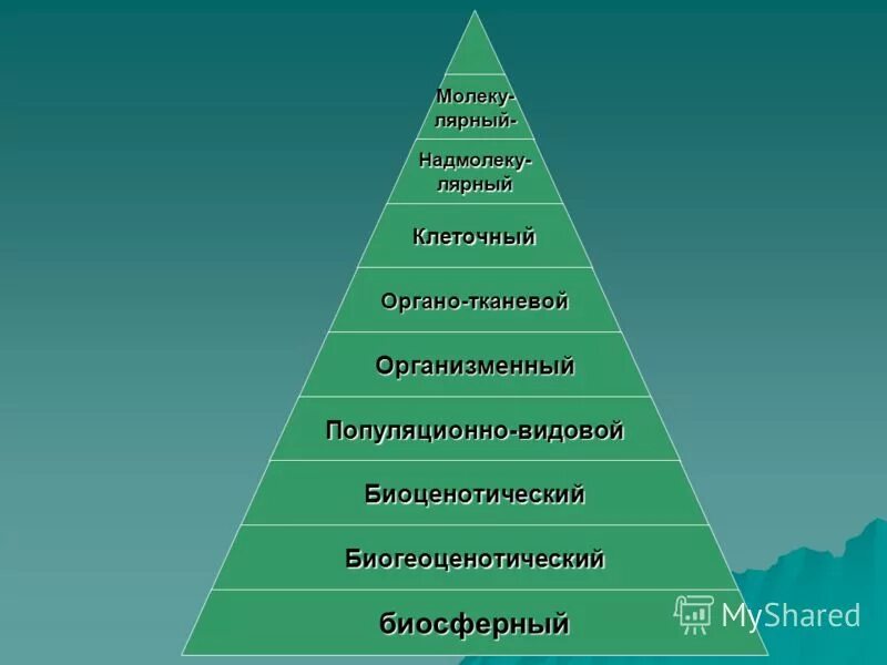 Пирамида уровней организации живой материи. Уровни организации жизни. Пирамида уровней предприятия. Уровни организации природы. Вода уровень организации