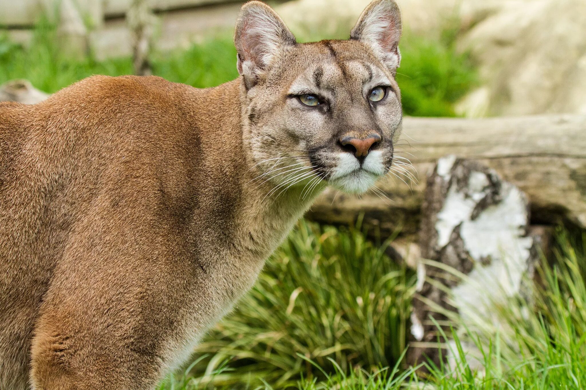 Bobcat рысь. Звук больших кошек. Снежный барс (ирбис, снежный леопард). Зубы леопарда. Саванна кошка.