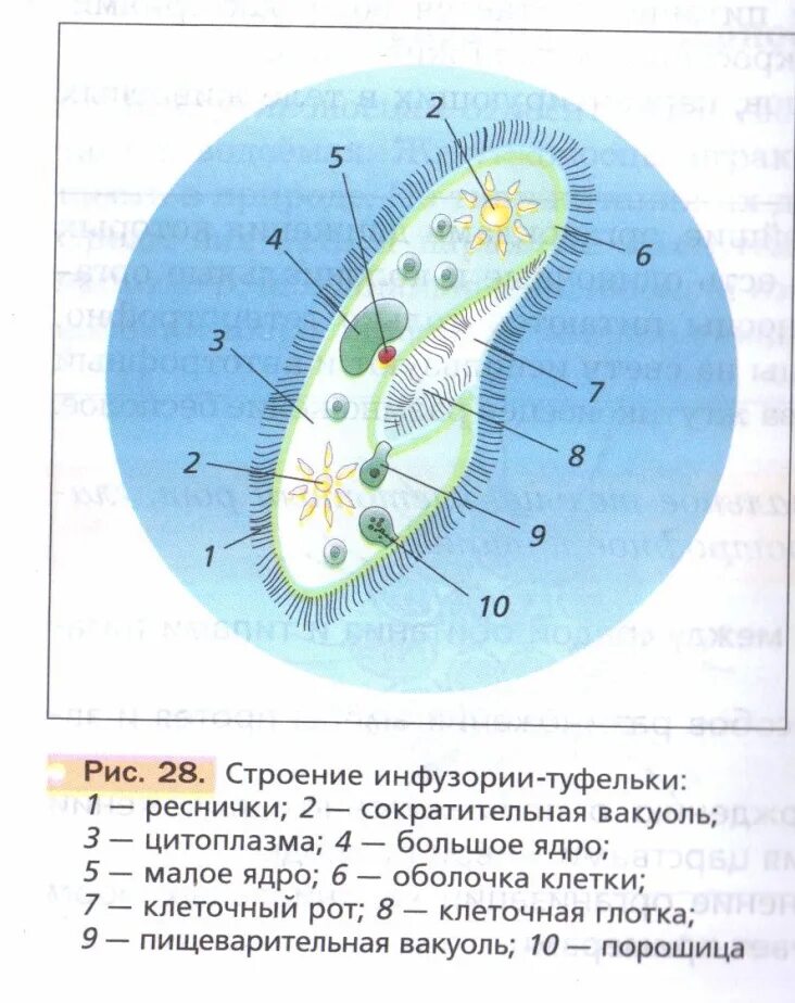 Рис 28 строение инфузории туфельки. Строение инфузории туфельки 7. Биология инфузория туфелька строение. Структура клетки инфузории. Жизнедеятельности инфузории туфельки