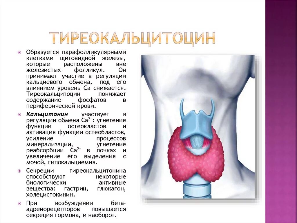 Тиреокальцитонин гормон. Щитовидный хрящ и щитовидная железа. Гормон щитовидной железы тиреокальцитонин:. Кальцитонин гормон щитовидной железы что это такое.