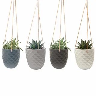 Provided plants