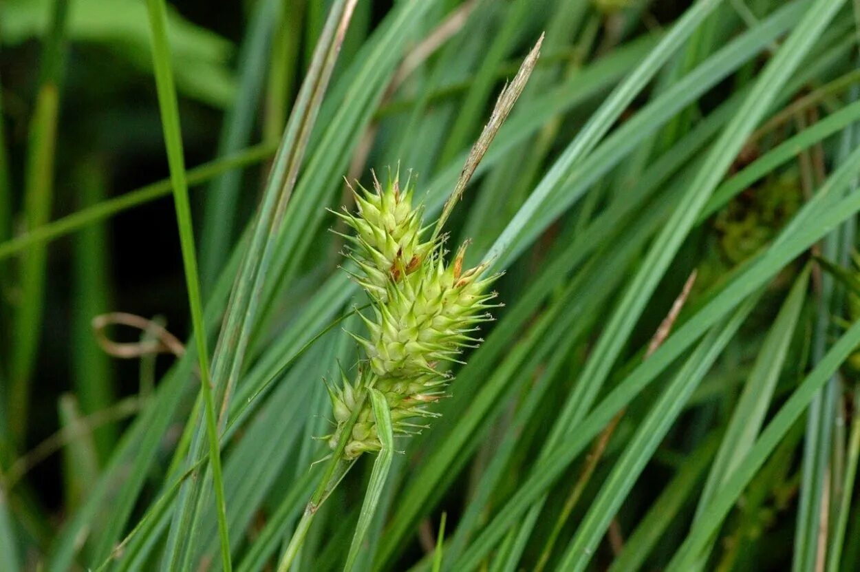 Осока арнелля. Осоковые растения. Осока дэвелла (carex davalliana). Осока болотная. Осоковые растения.
