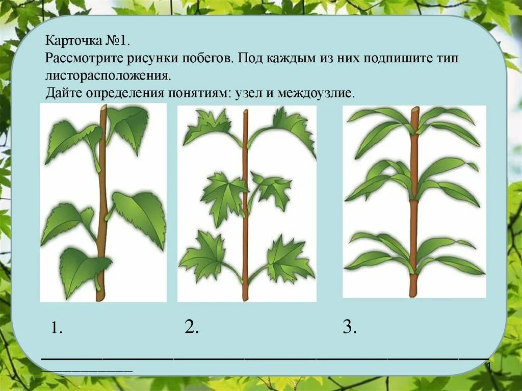 6 Класс побег листорасположение. Типы листорасположения. Внешнее строение листа. Расположение листьев на побегах. Контрольная лист 6 класс биология