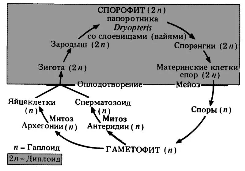 Жизненный цикл папоротника с набором хромосом. Жизненный цикл папоротника схема с набором хромосом. Размножение папоротника схема с набором хромосом. Жизненный цикл папоротника ЕГЭ.