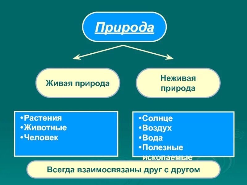 Назовите живую и неживую природу