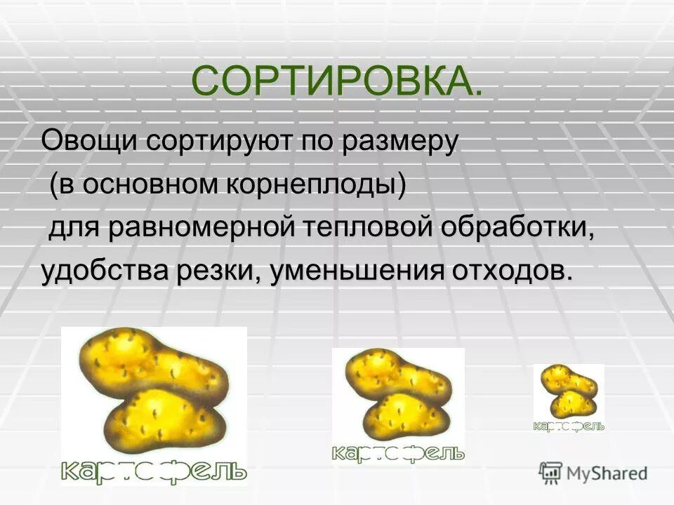 Этапы обработки овощей. Сортировка овощей по размеру. Обработка овощей сортировка. Первичная обработка овощей картинки. Сортировка сырых овощей.