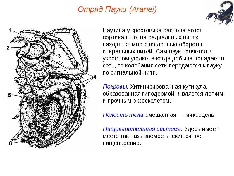 Полость тела паука. Полость паукообразных. Полость тела у пауков. Смешанная полость тела у паукообразных.