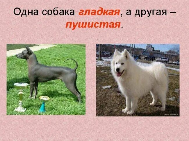 антоним к слову тонкий. бывает он и в холод бывает он и в зной бывает он добрый. словарные слова 2 класс русский язык школа россии. загадки на тему антонимы. гордый антоним.