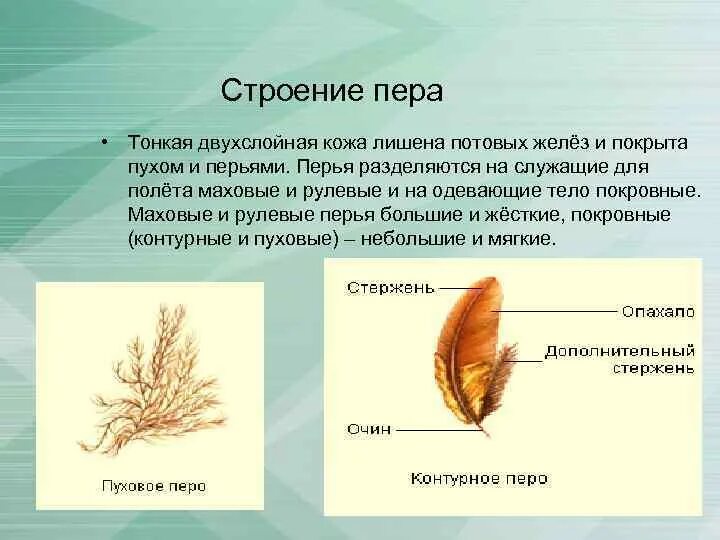 Пуховое перо птицы строение. Строение пухового пера птицы. Строение пух пера у птиц. Строение пуховых перьев.