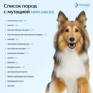 Собаки мдр 1