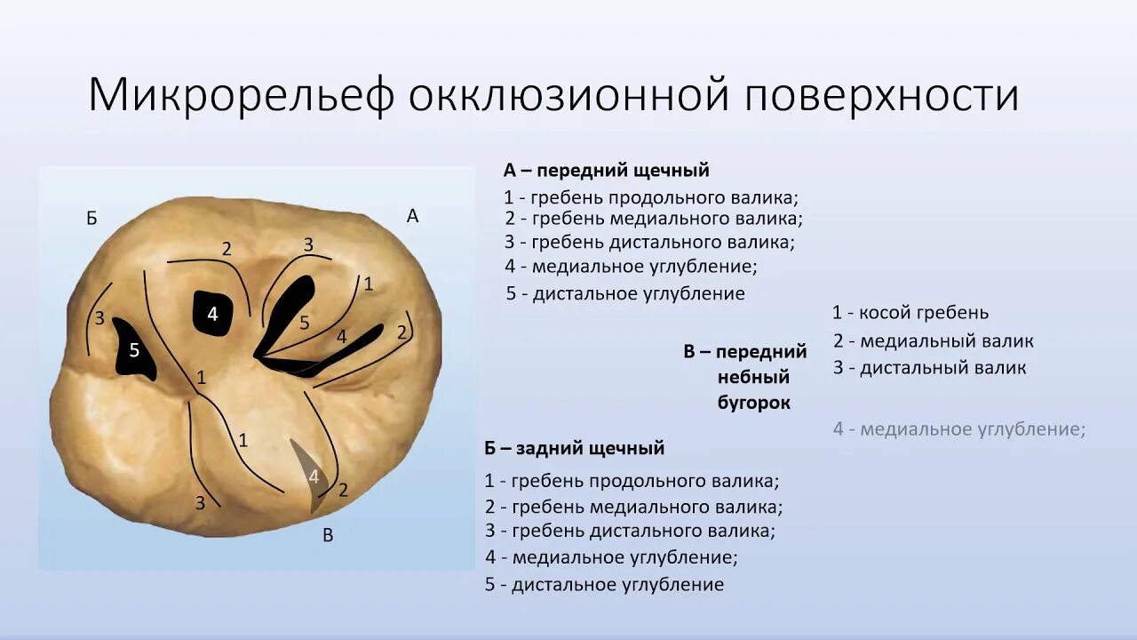 Первый моляр верхней челюсти. 1 Моляр верхней челюсти анатомия. Бугры 1 моляра верхней челюсти. Верхний моляр анатомия Бугров.