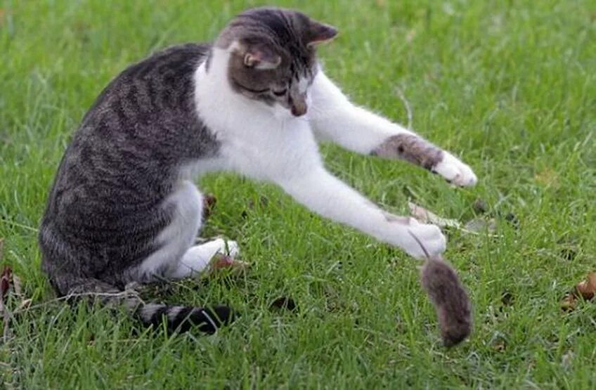 Кошка охотится на мышь. Кот охотится за мышью. Кошка ловит мышь. Коты вредители. Котенок ловит мышей