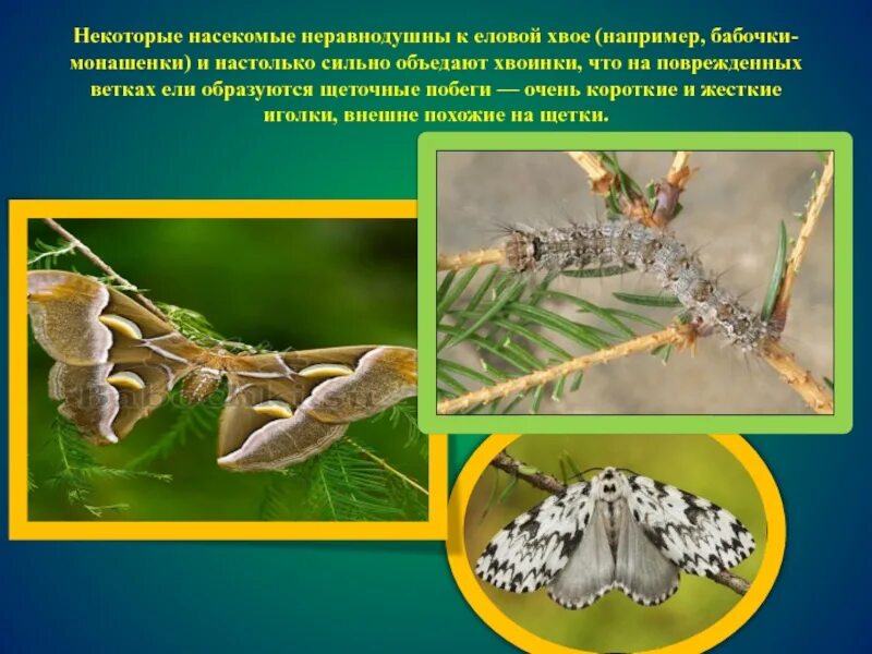 Ученый предположил что некоторые насекомые