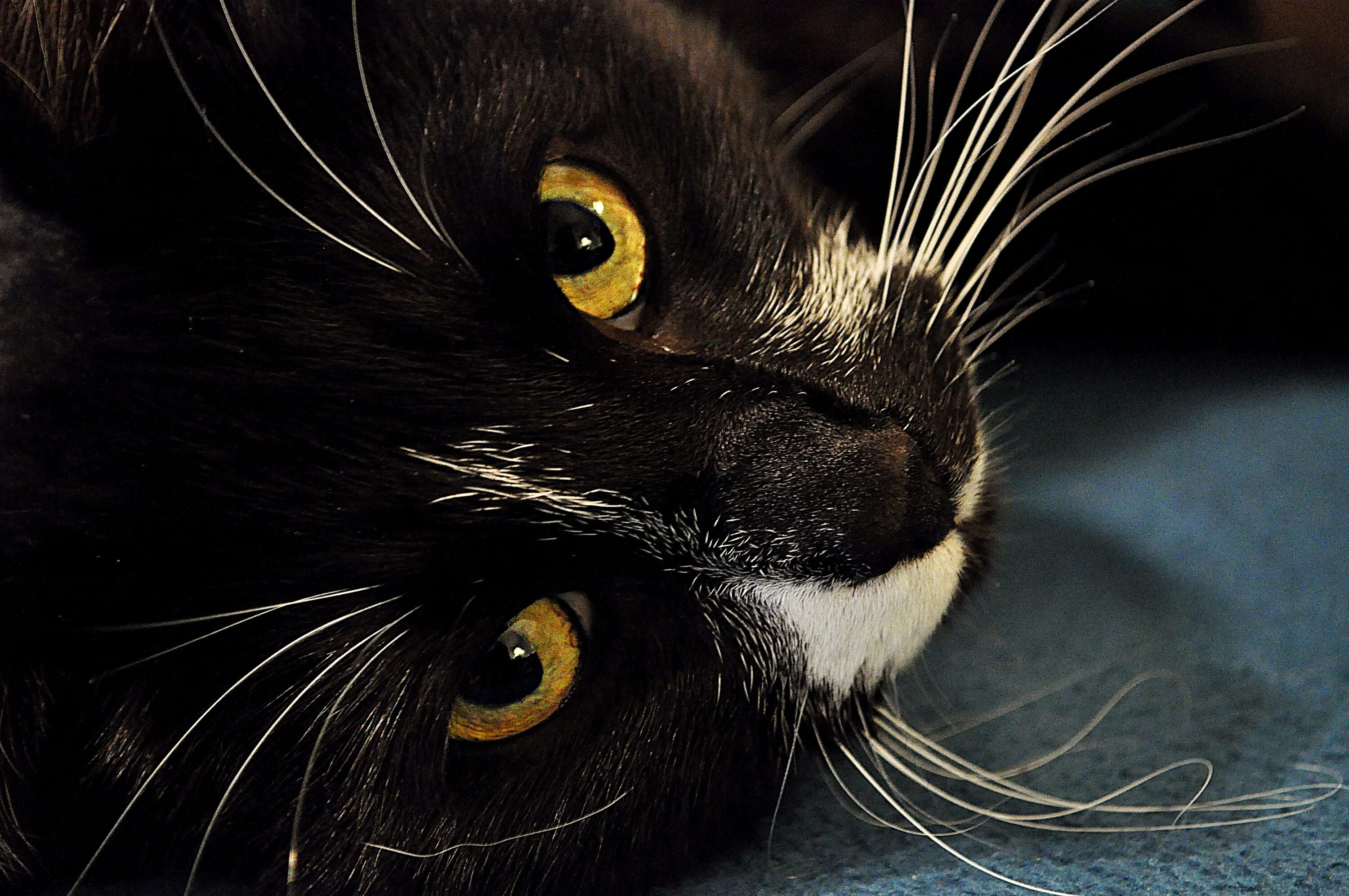 Бомбейская кошка. Чёрный кот. Морда черного кота. Черная кошка с зелеными глазами. Dark pets