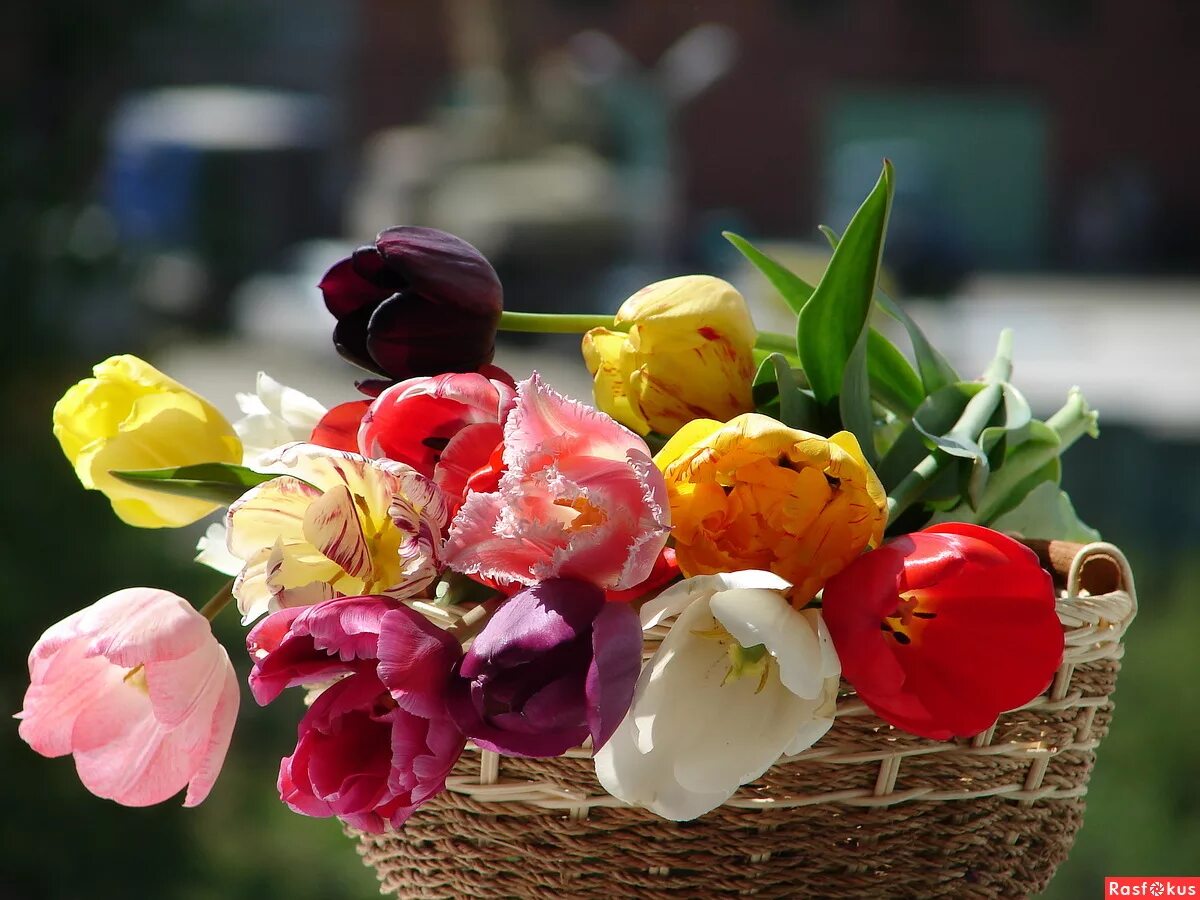 Тюльпаны в корзине картинки. Корзинка с тюльпанами. Букет тюльпанов. Тюльпаны разноцветные. Шикарная корзина тюльпанов.