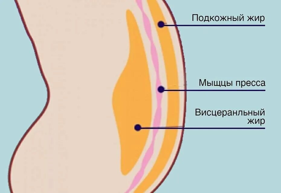 Как должен выглядеть нормальный живот Картинки ПОСЛЕ ЕДЫ ЖИВОТ КАК У БЕРЕМЕННОЙ ПОЧЕМУ