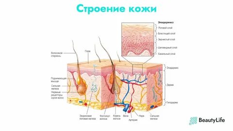 Строение слоя кожи эпидермиса