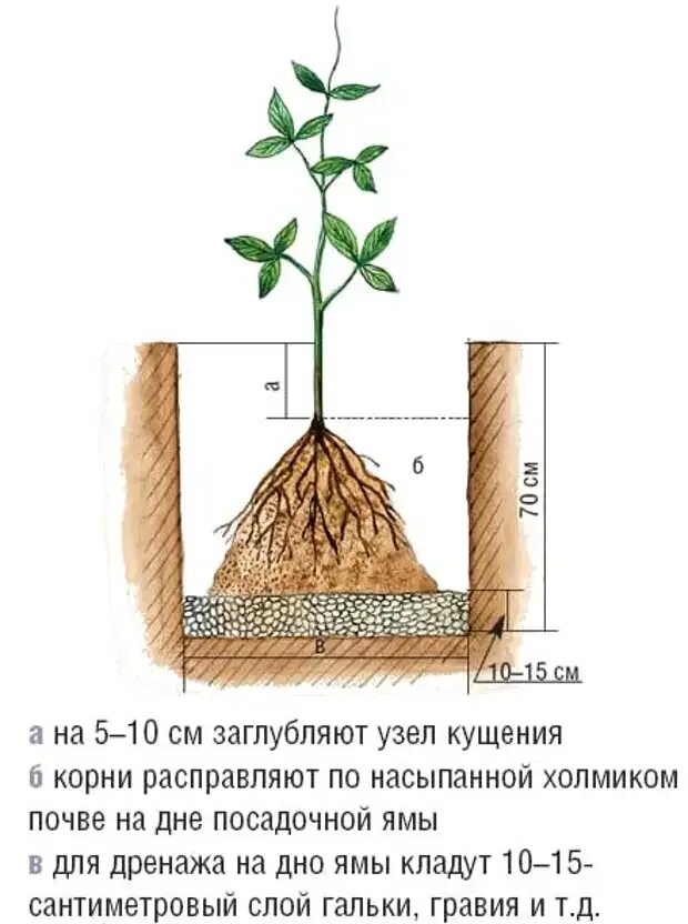 Высадка клематиса в грунт. Правильная посадка клематиса. Правильная посадка клематиса весной. Клематис правильная посадка. Схема посадки клематиса в открытый грунт.