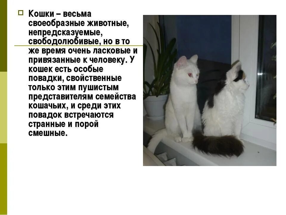 Повадки кошек. Повадки и привычки кота. Повадки домашних животных. Особенности поведения кошек.