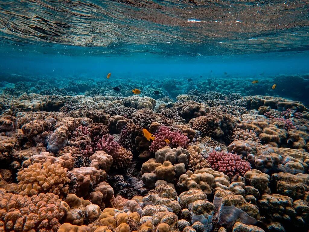 Лучший коралловый риф. Коралловые рифы красного моря. Коралловый риф в Шарм Эль Шейхе. Атлантический океан коралловый риф. Коралловые рифы Монерон.
