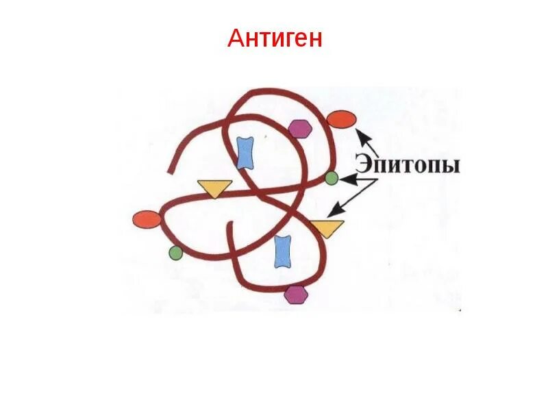Антиген ковид. Антиген рисунок. Антигены картинки. Антиген антитело. Антигены и антитела микробиология.