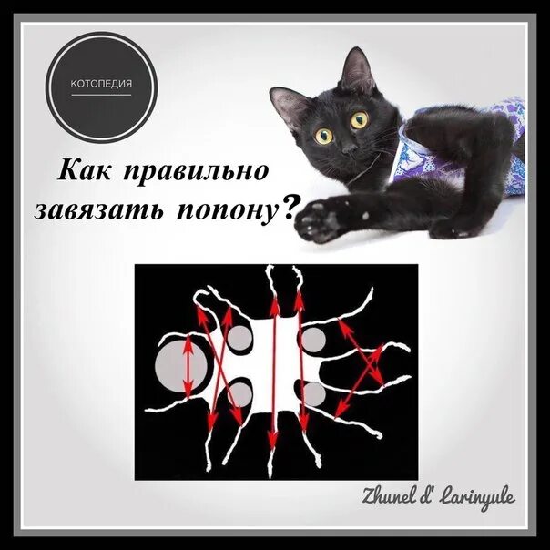 Как правильно одеть попону на кошку. Попона для кошки после стерилизации как завязать. как правильно завязывать попону кошке. попонка для кошки как завязать. надеть попону на кошку.