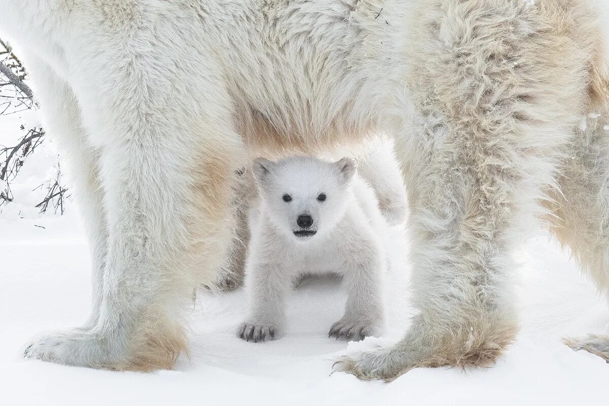 Полярный медведь National Geographic. Белый медведь. Шерсть белого медведя. Мех белого медведя.